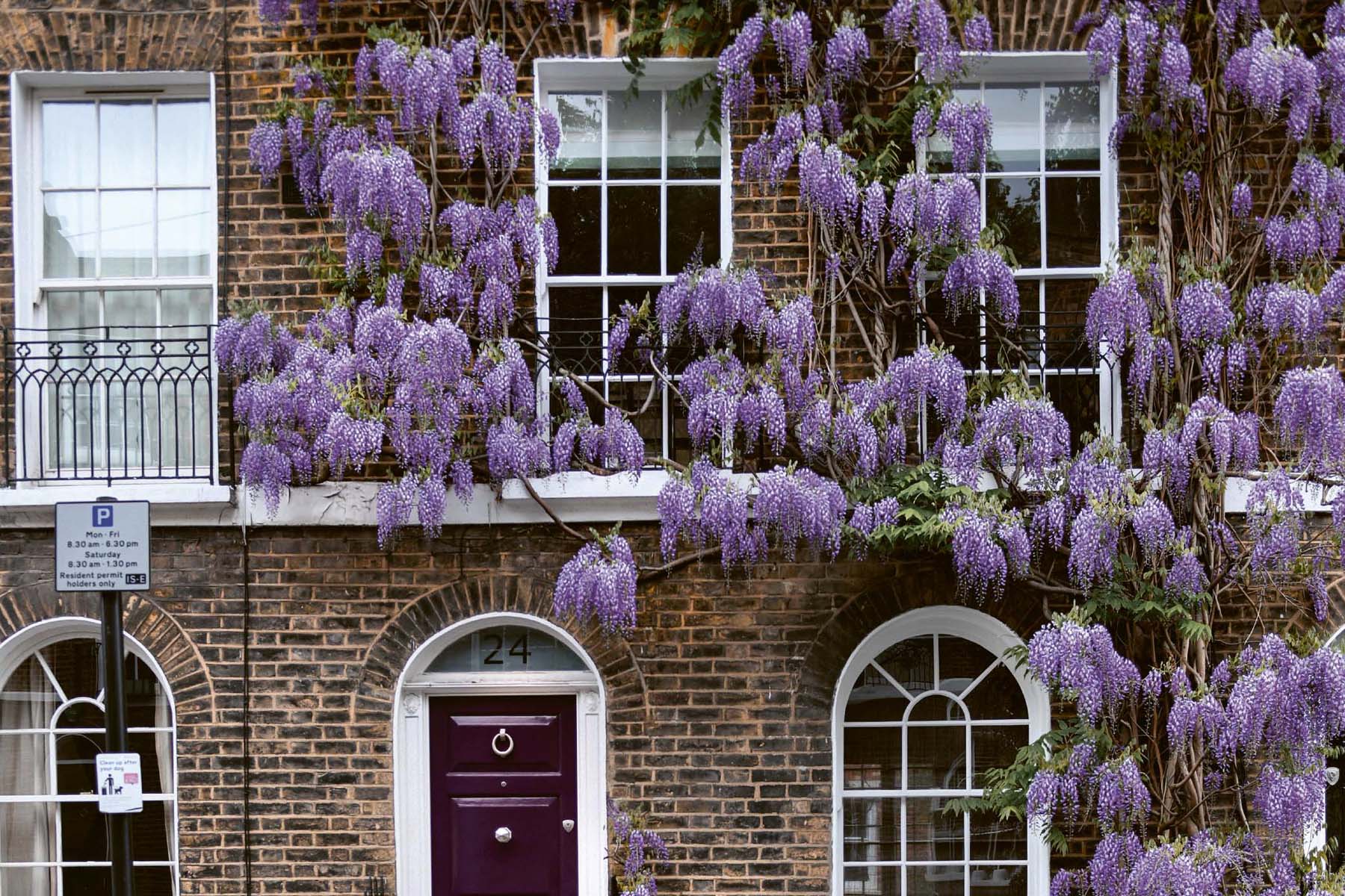 london wisteria guide