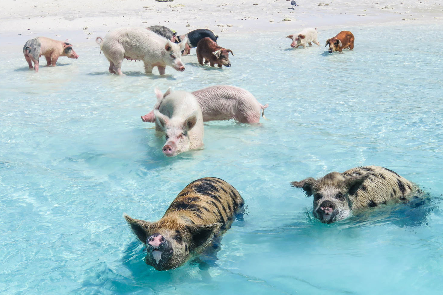 pig beach bahamas