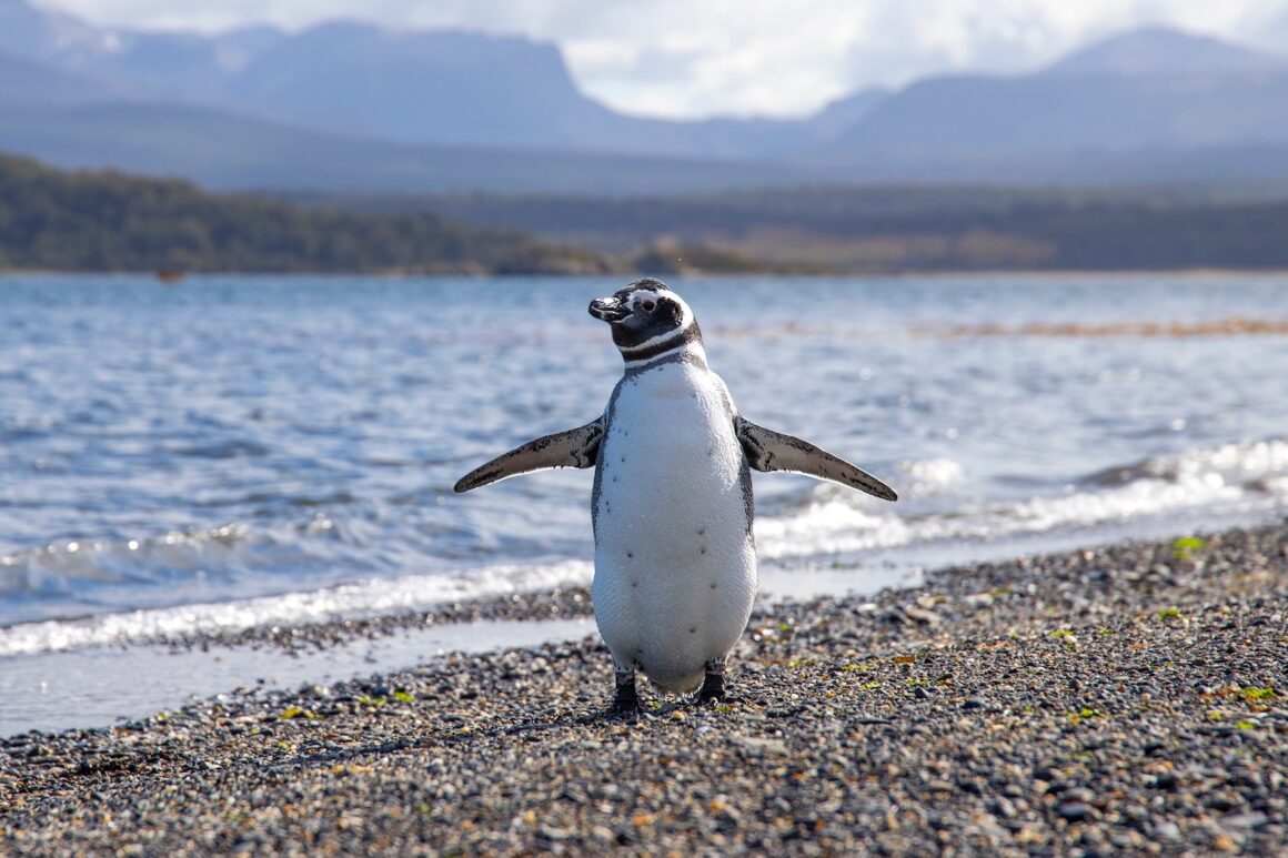 argentina penguins unsplash