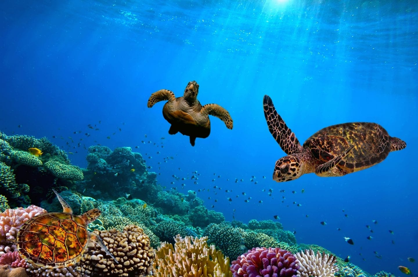 Barbados Sealife scuba diving and snorkeling