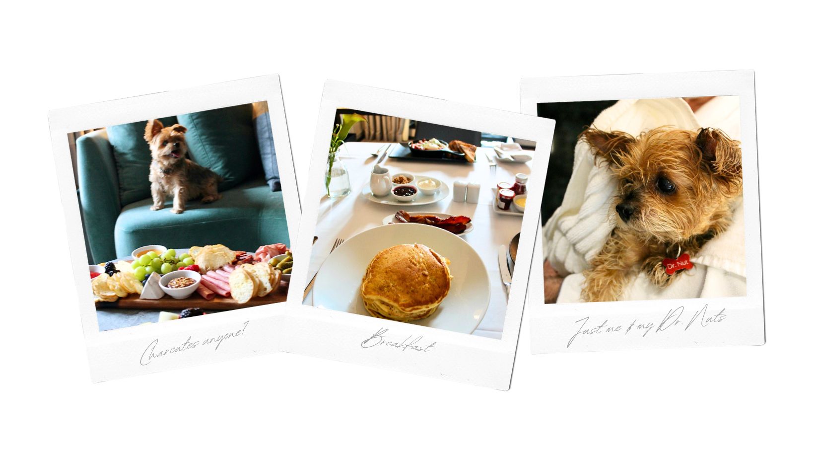 Dr Nuts and charcuterie at The Hazelton Hotel Toronto which is dog-friendly near you.