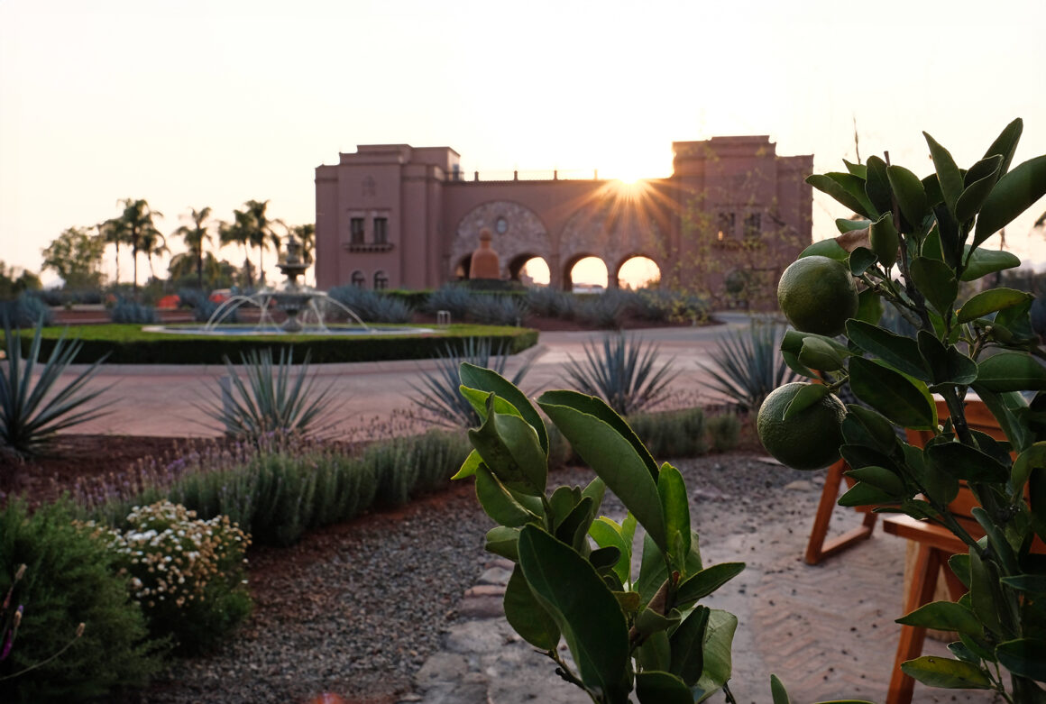 Lime trees planted on the property at the Hacienda Patron. (Photo: Steven Branco / STAMINA GROUP)
