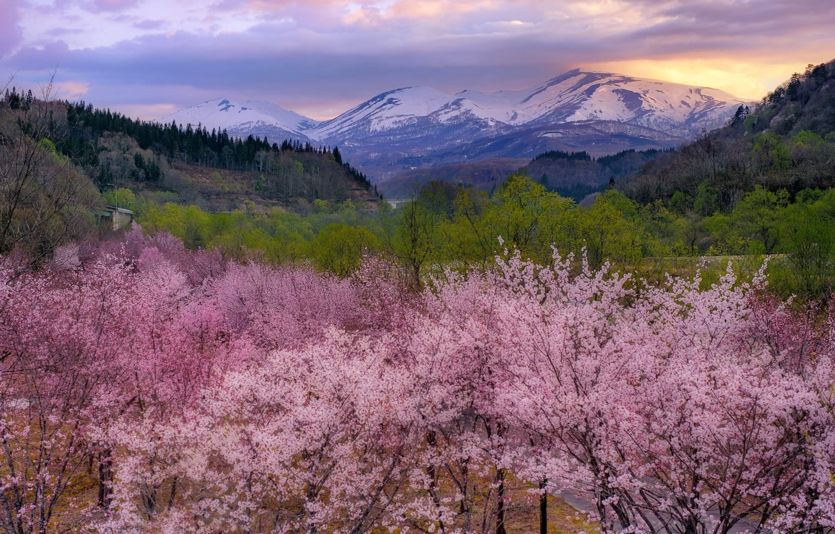  Japan cherry blossoms Canada travel Air Canada