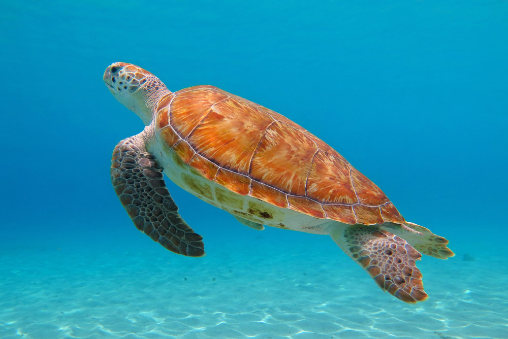 Grace Bay Turks and Caicos The Regent Grand Hotel promotion on now sea turtles snorkeling.